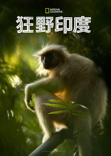 狂野印度海报