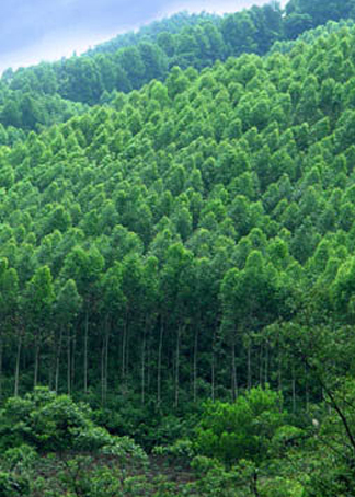 林产化工对我国林业发展之初议