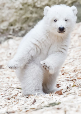 北极熊宝宝