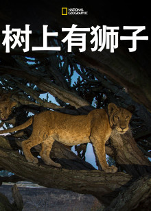 树上有狮子