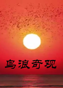 鸟浪奇观