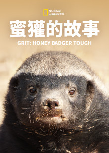 蜜獾的故事