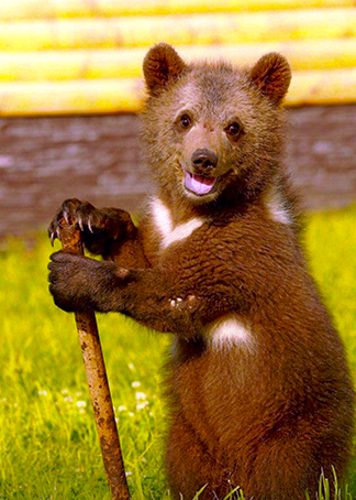 大熊苏尔生活简 介:我是一只来自俄罗斯的大棕熊苏尔,你们愿意做我的