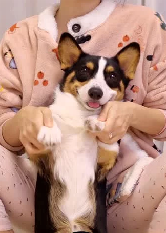 小短腿duby