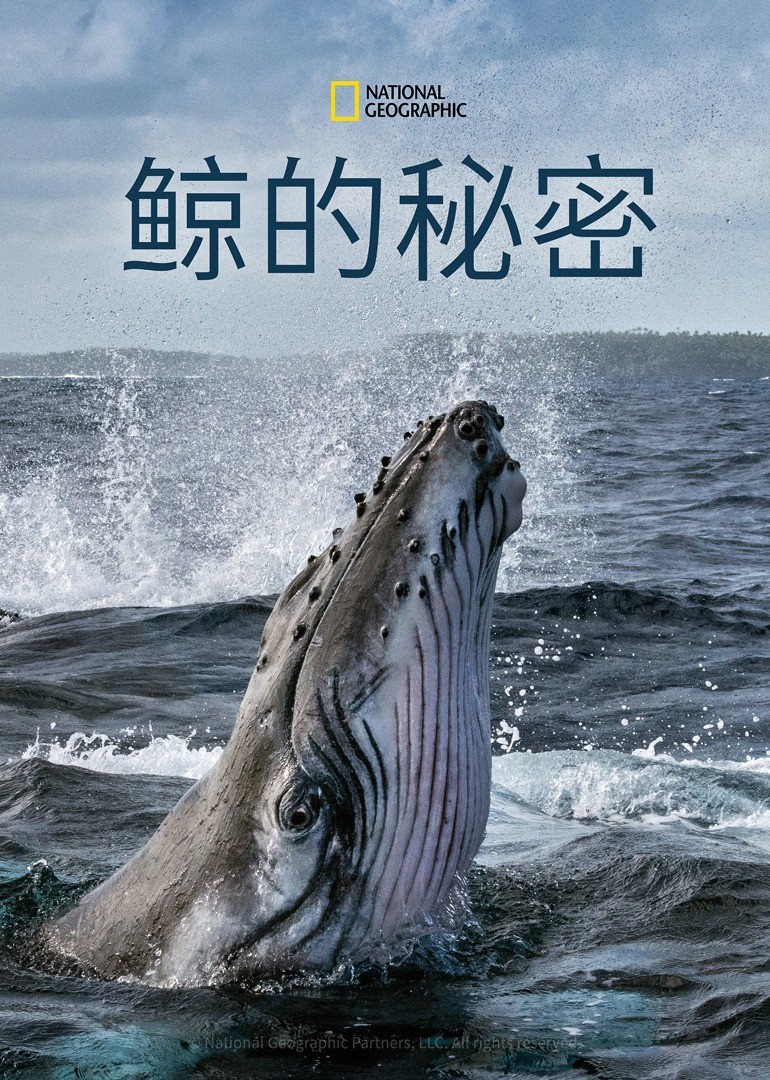 鲸的秘密第一季