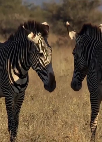 在非洲沙漠生存如果你没有翅膀就只能在边缘地带混生活封面图