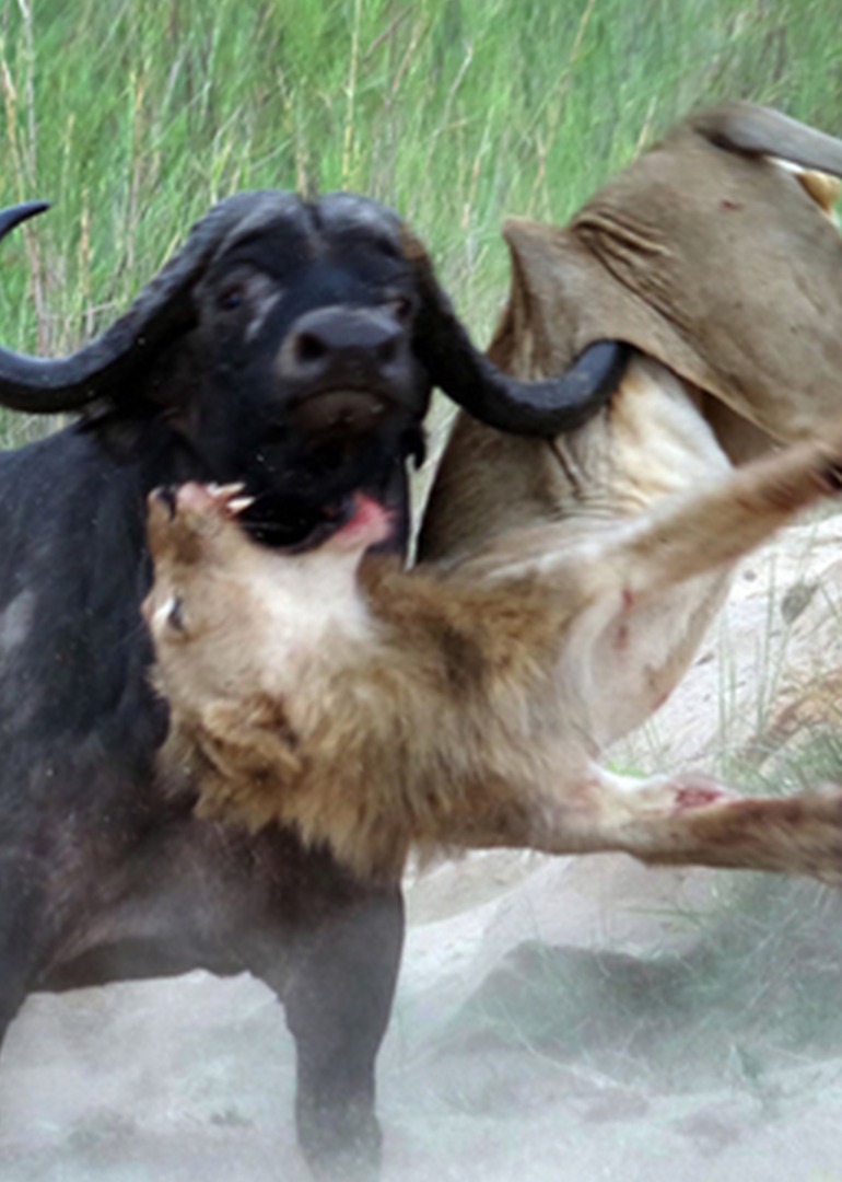 动物厮杀纪录片