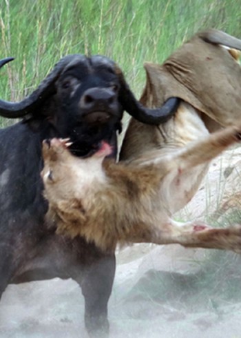 动物厮杀纪录片封面图