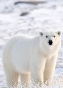 镜头下的北极熊生活猎海豹为生智商堪比大熊猫