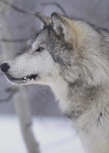 你见过吗凶狠的狼居然可以跟人和睦相处太不可思议了