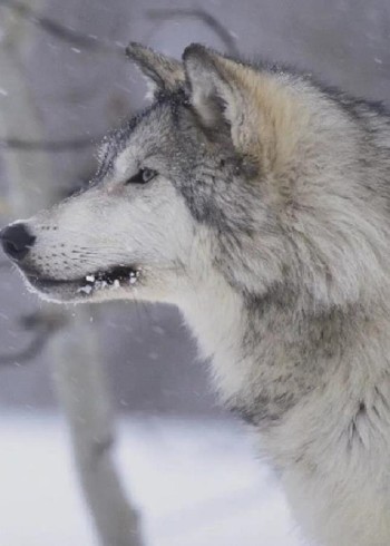 你见过吗凶狠的狼居然可以跟人和睦相处太不可思议了封面图