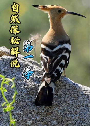 探秘自然封面图