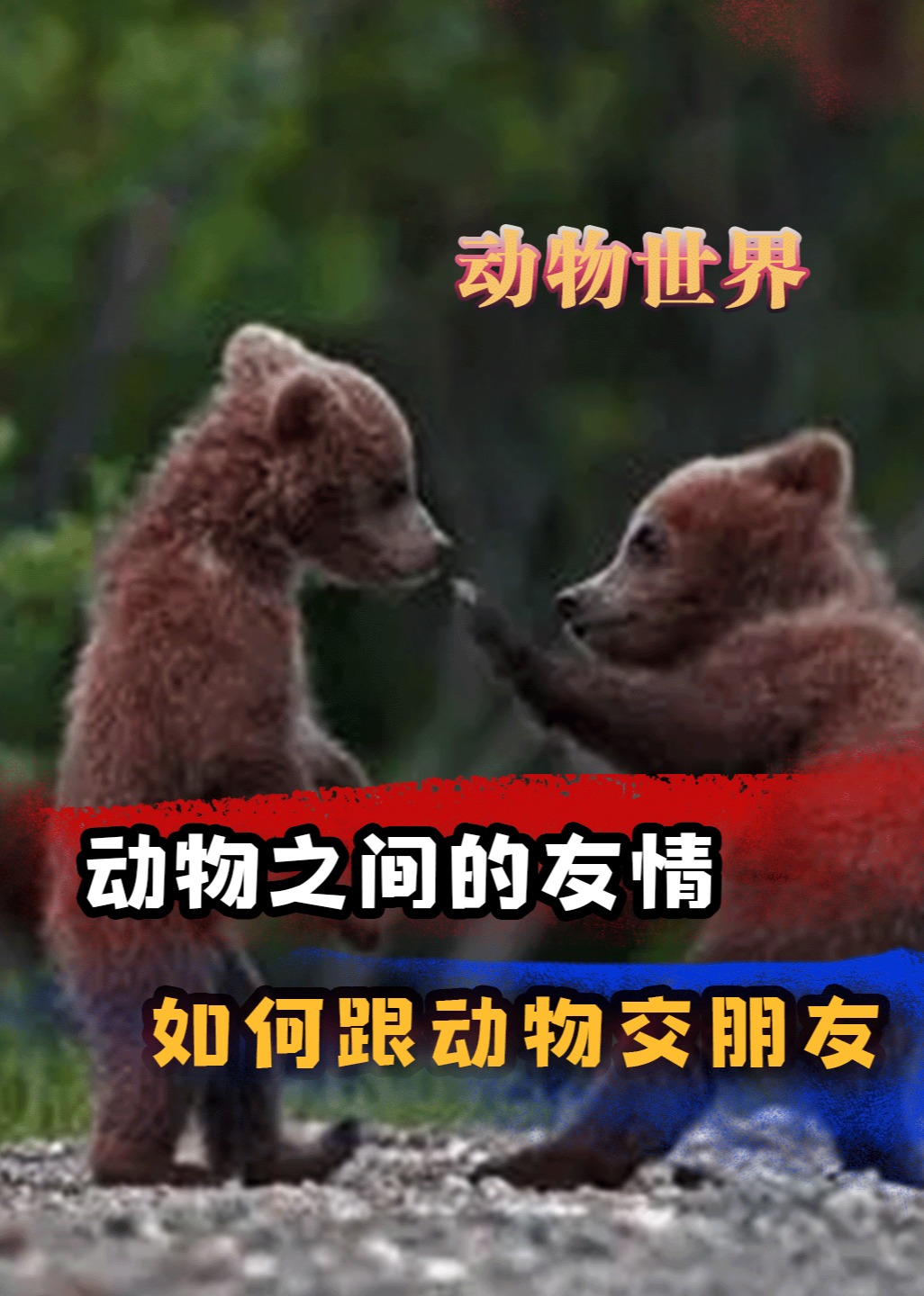 动物眼中的友情是什么样的如何跟动物交朋友}