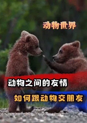 动物眼中的友情是什么样的:如何跟动物交朋友封面图