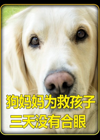 救助流浪动物封面图