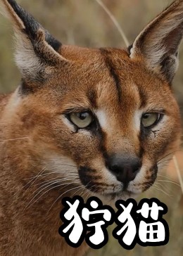 狞猫vs猞猁,谁的战斗力更强?体型决定了最终结果