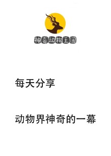 原始部落猎奇海报