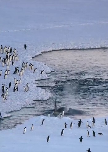 两极最强捕猎阵容虎鲸这样的庞然大物也讲究群体作战封面图