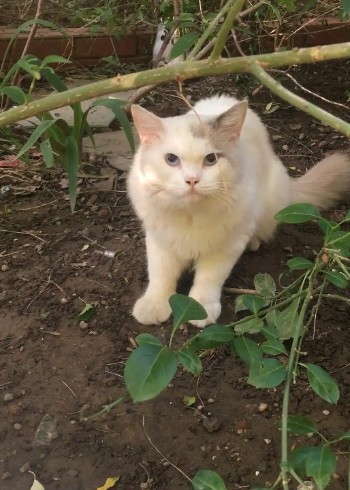 爱心救助动物封面图