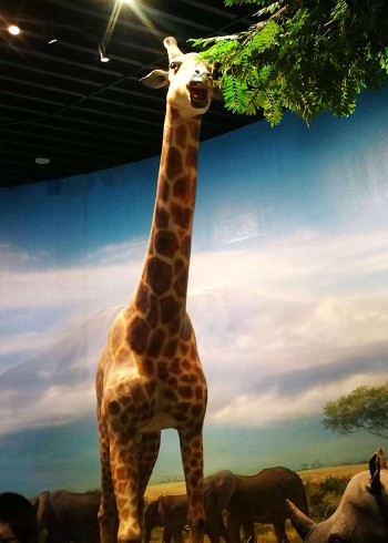 记录频道探索奇妙的世界