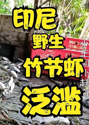 国外赶海:印尼抓青蟹捕捞野生竹节虾当地人都不吃封面图