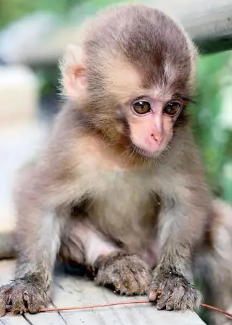 毛孩解说小猴子的故事