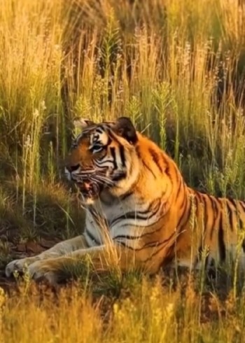 草原霸主老虎封面图