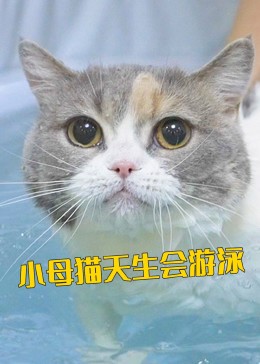 猫咪洗澡合集