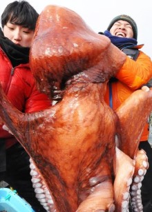 国外海捕鱼群八爪鱼泥滩抓青蟹捕捞野生竹节虾