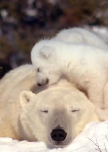 自然界的神奇之拍摄之旅