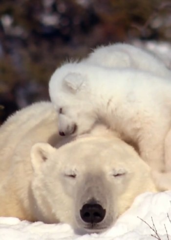 自然界的神奇之拍摄之旅封面图