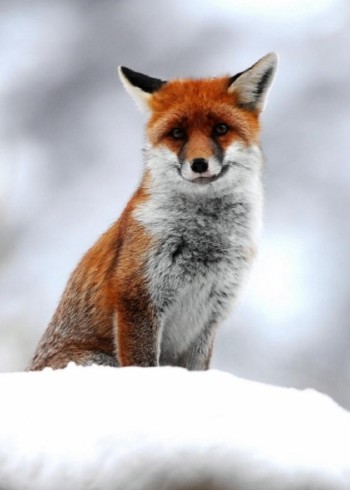 动物萌宠解说封面图