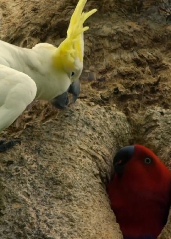 动物大世界不一样的视角体验封面图