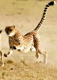 动物世界的那些事