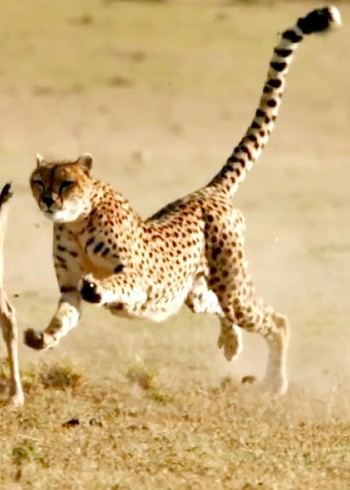 动物世界的那些事封面图