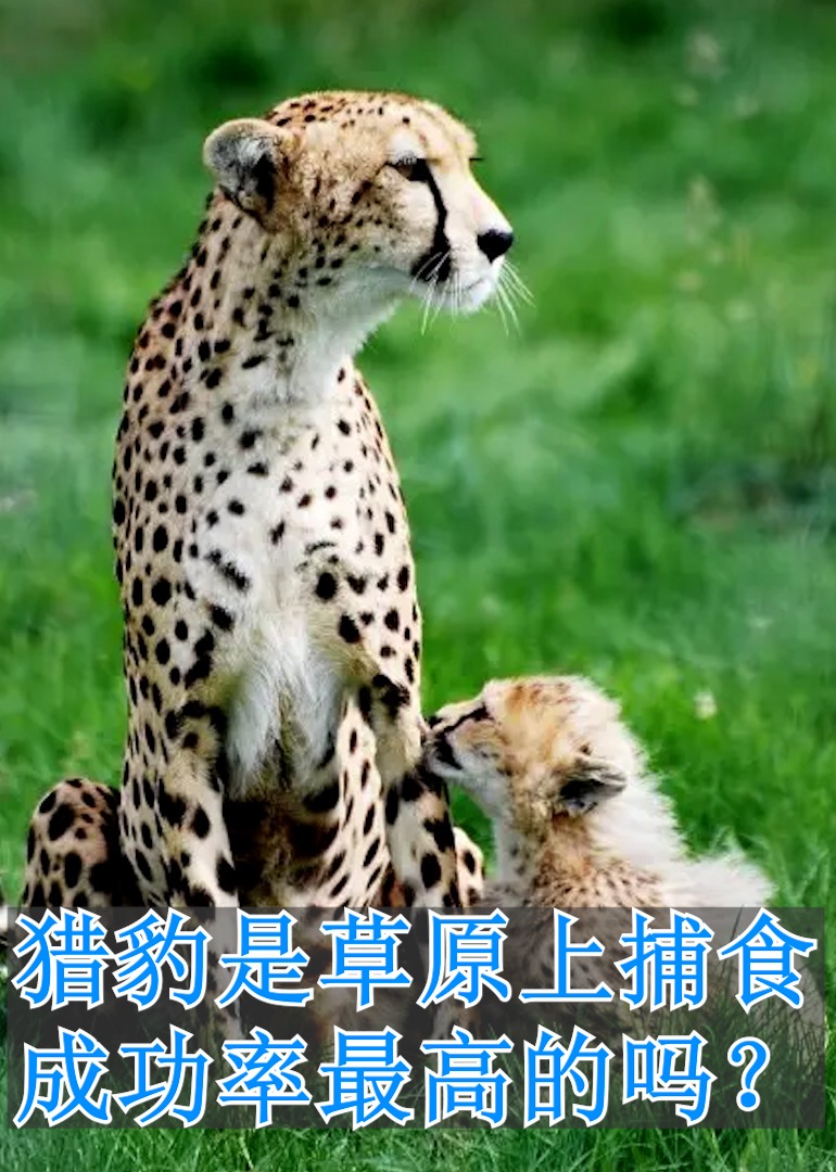 猎豹是草原上捕食成功率最高的吗？}