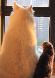 猫猫狗狗海报