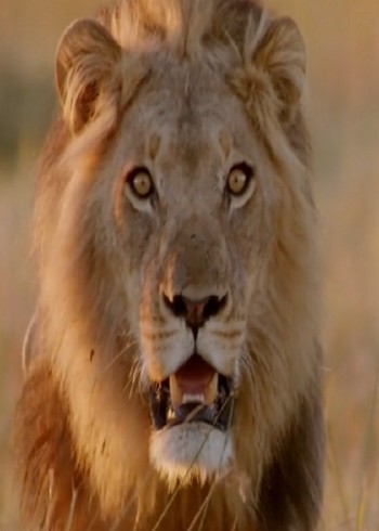 狮群猎杀大象成瘾短短两个月猎杀十五头大象场面惊人封面图