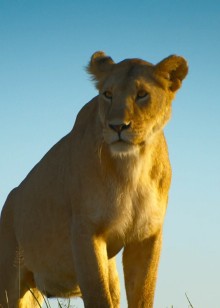 塞伦盖蒂第三季解说