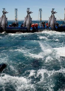 国外捕鱼泥滩树林抓螃蟹钓虾抓龙虾