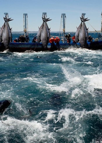 国外捕鱼泥滩树林抓螃蟹钓虾抓龙虾封面图