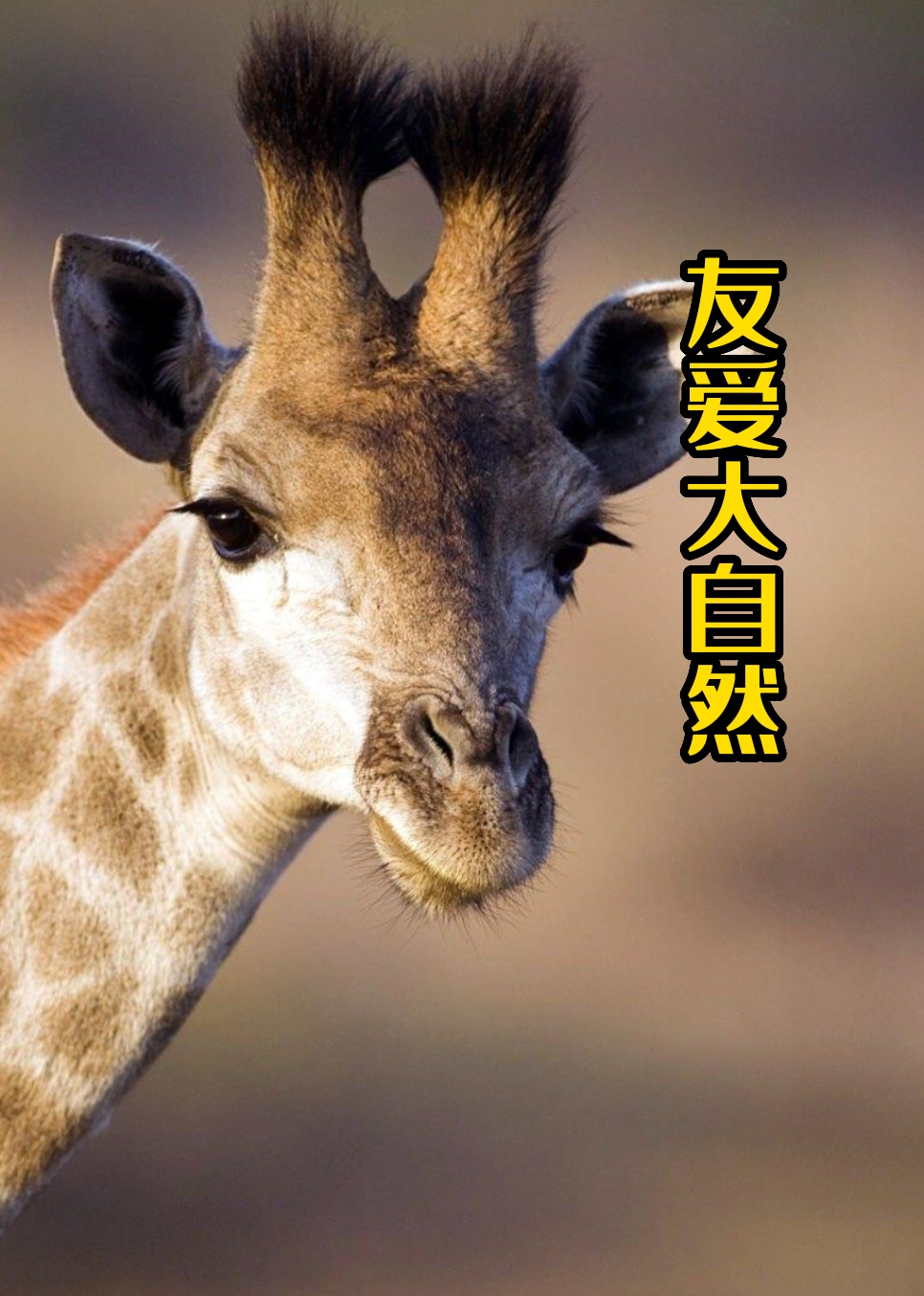 友爱大自然}