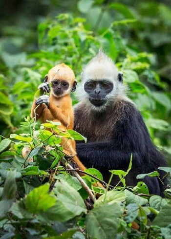 你没看过的动物纪录片封面图