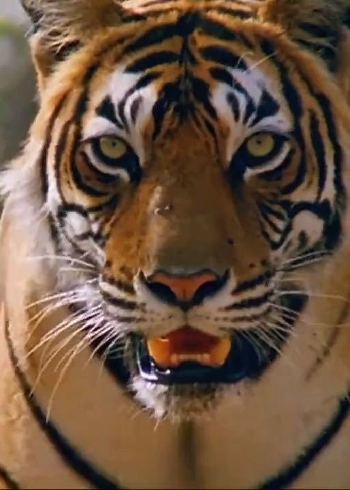 草原上的女王封面图