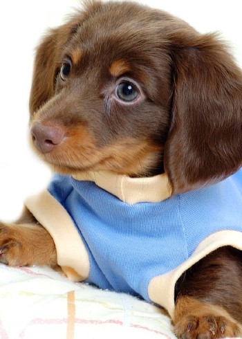 爱宠纪录片封面图