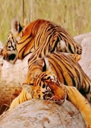 被季风掌握下的印度动物们熬过去就是春天了封面图