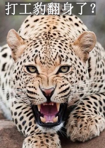 豹子捕食成功率很低吗为什么叫打工豹打工豹翻身了封面图
