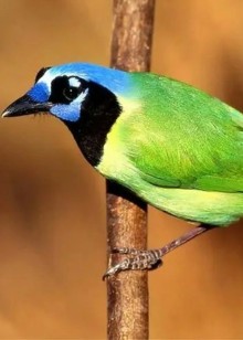 大毛二毛的幸福快乐生活