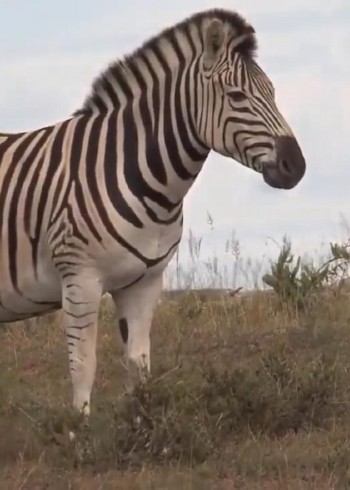 涛涛动物世界封面图