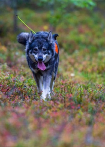 荒野狩猎解说全集封面图